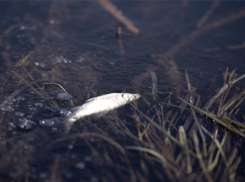 Setki śniętych ryb - grafika