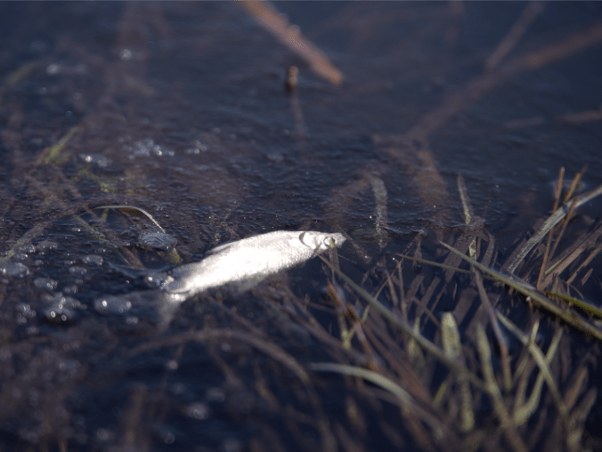 Setki śniętych ryb - grafika