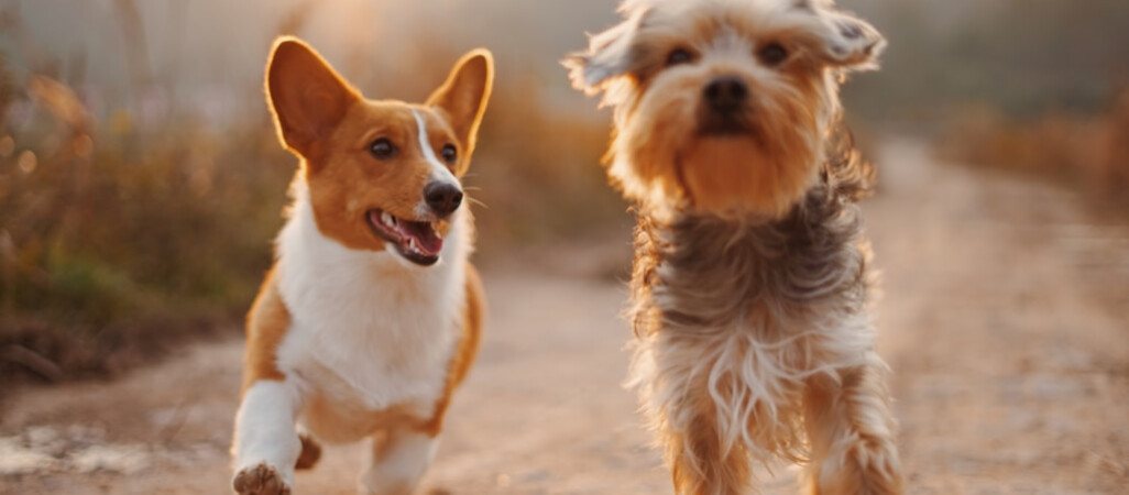 Jaka karma dla psa? Sprawdź na co zwrócić uwagę aby pupil był zadowolony!