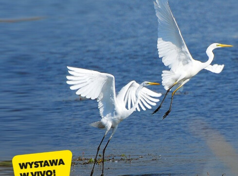 Wystawa „Przyroda powiatu pilskiego. Poznaję, szanuję, chronię” - grafika