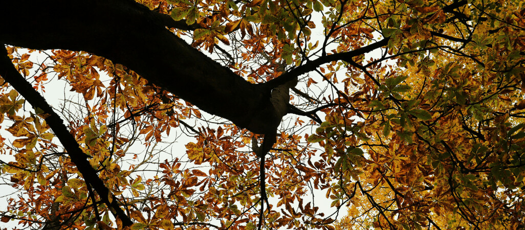 Pogoda na najbliższe dni