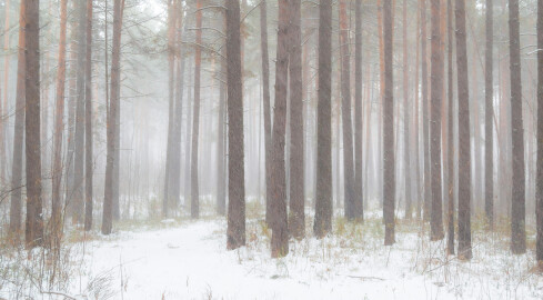 Krótka odwilż i powrót mrozów - grafika