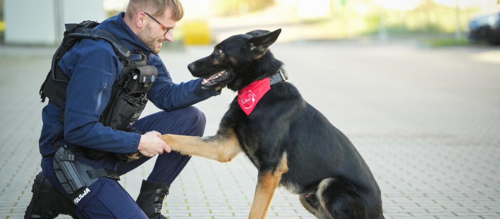Psia krew, czyli policyjny pies został dawcą krwi
