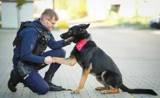 Psia krew, czyli policyjny pies został dawcą krwi
