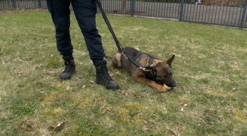 Suczka Warna rozpoczęła służbę w Policji - grafika