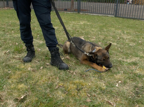 Suczka Warna rozpoczęła służbę w Policji - grafika