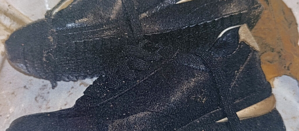 Wyłowili zwłoki kobiety z Gwdy. Nie wiedzą kim ona jest