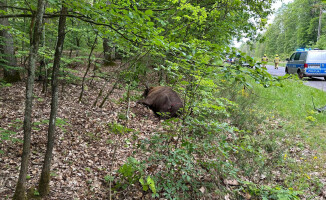 Zderzenie auta osobowego z żubrem