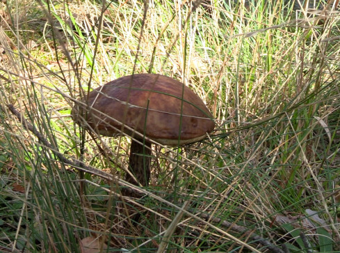 Grzybobranie w pełni - grafika
