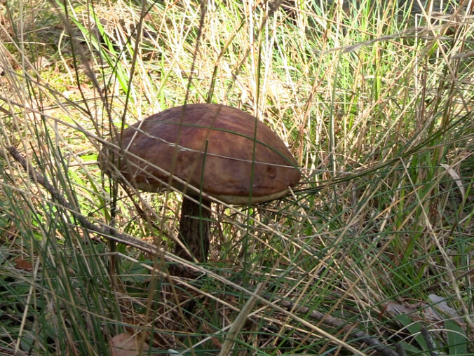 Grzybobranie w pełni - grafika