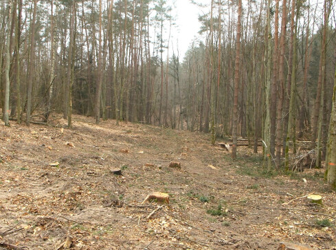 Setki drzew pod topór dla budowy linii wysokiego napięcia - grafika