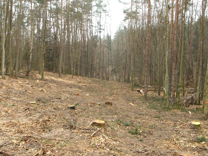 Setki drzew pod topór dla budowy linii wysokiego napięcia - grafika