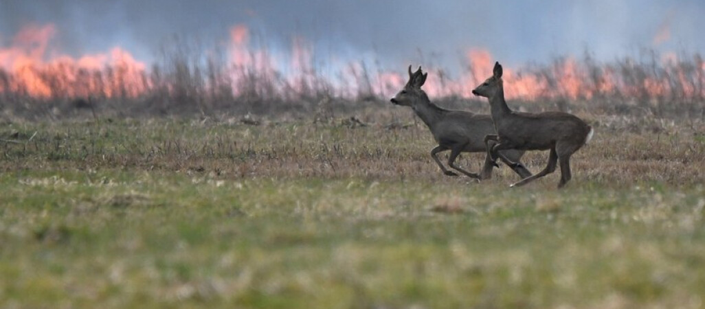 Większe kary za podpalenia traw, łąk i lasów