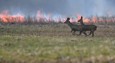 Większe kary za podpalenia traw, łąk i lasów - grafika