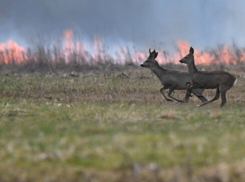Większe kary za podpalenia traw, łąk i lasów - grafika