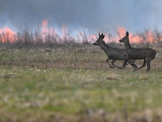 Większe kary za podpalenia traw, łąk i lasów - grafika