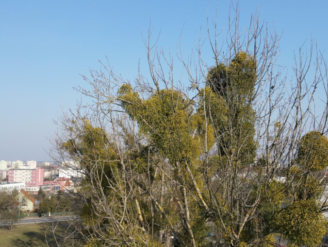 Jemioła niszczy coraz więcej drzew Pile - grafika