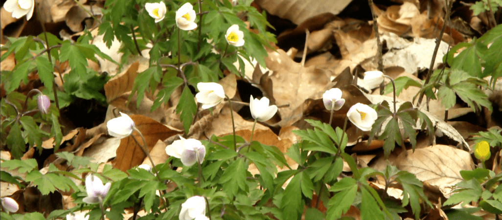 Zawilców coraz mniej. Przyczyną jest zmiana klimatu