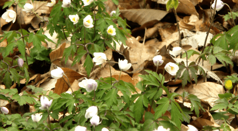 Zawilców coraz mniej. Przyczyną jest zmiana klimatu - grafika