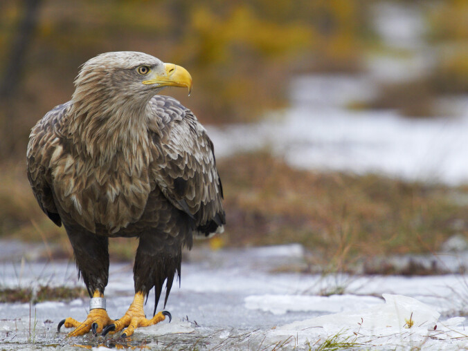Mamy kolejną strefę bielika. To drapieżniki pod ścisłą ochroną - grafika