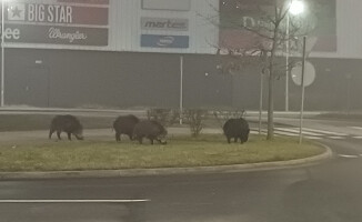 Dziki w mieście