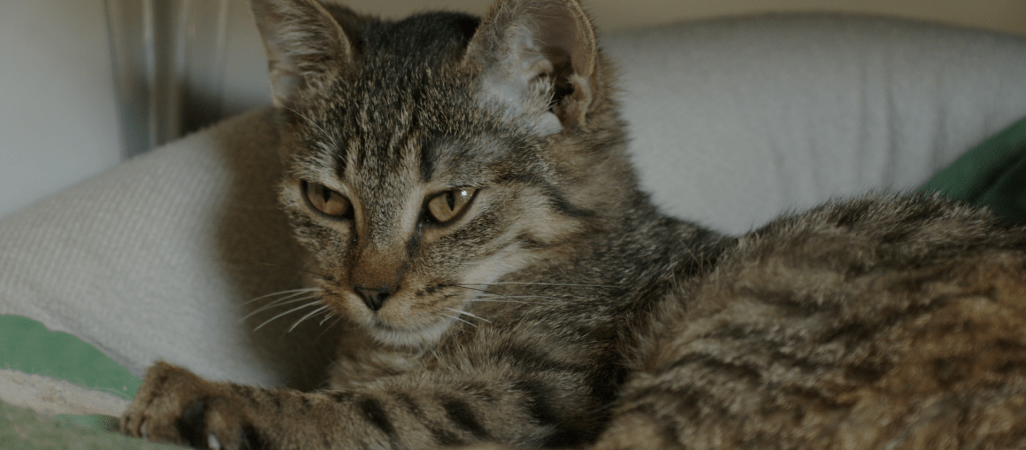 Pomóżmy naszemu schronisku wygrać konkurs. Pomaga nawet złotówka