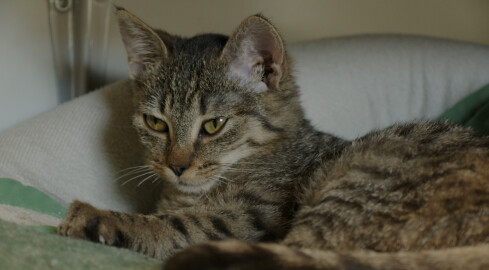 Pomóżmy naszemu schronisku wygrać konkurs. Pomaga nawet złotówka - grafika