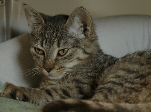 Pomóżmy naszemu schronisku wygrać konkurs. Pomaga nawet złotówka - grafika