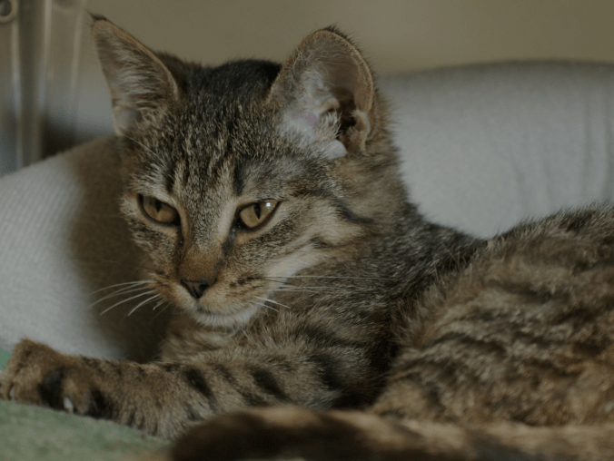 Pomóżmy naszemu schronisku wygrać konkurs. Pomaga nawet złotówka - grafika