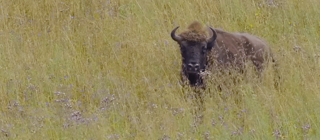 Biwakujący żubr nad jeziorem