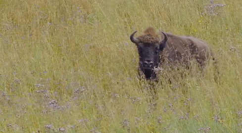 Biwakujący żubr nad jeziorem - grafika