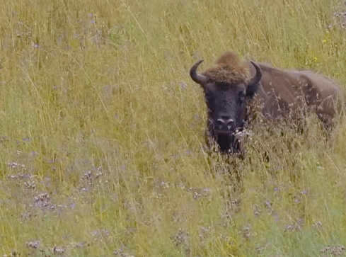 Biwakujący żubr nad jeziorem - grafika
