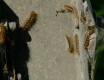 Walka trwa - grafika