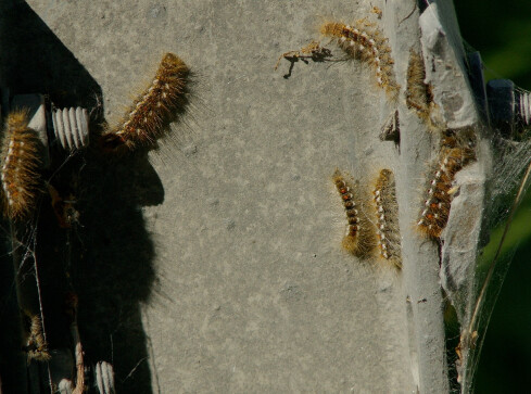 Walka trwa - grafika