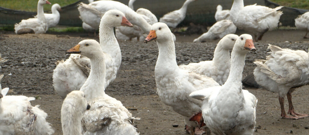 Gęsina na Świętego Marcina