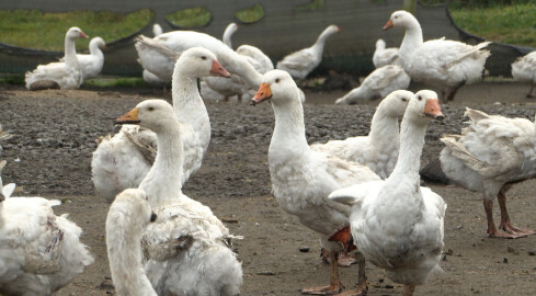 Gęsina na Świętego Marcina - grafika