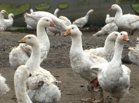 Gęsina na Świętego Marcina - grafika