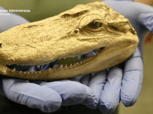 Zakazane pamiątki: sprawdź, zanim spakujesz! - grafika