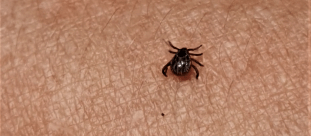 Taki mały, a powoduje groźne choroby