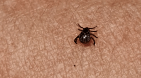 Taki mały, a powoduje groźne choroby - grafika