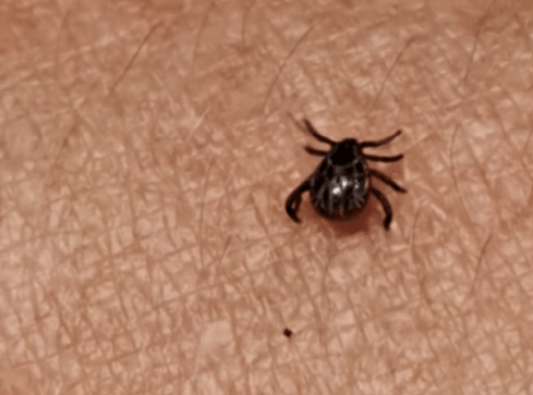 Taki mały, a powoduje groźne choroby - grafika