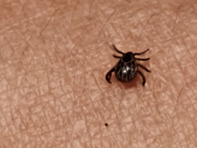 Taki mały, a powoduje groźne choroby - grafika