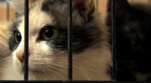 Czipowanie czworonogów - grafika