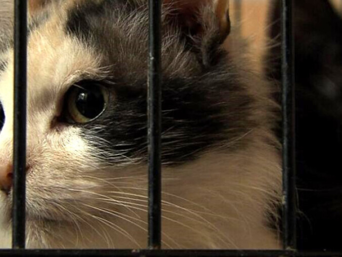 Czipowanie czworonogów - grafika