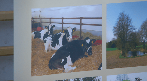 Pryszczyca coraz bliżej polskich granic - grafika