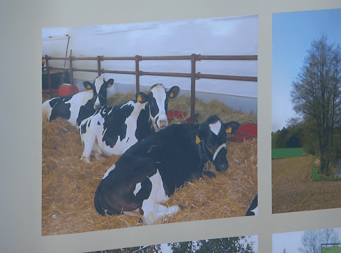 Pryszczyca coraz bliżej polskich granic - grafika