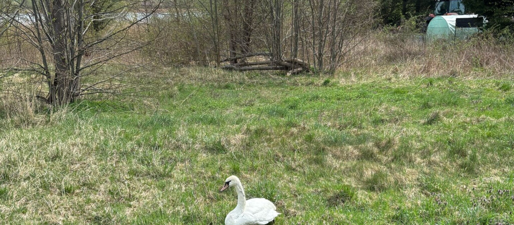 Kilka godzin szukał pomocy dla łabędzia przy drodze