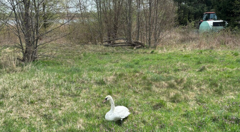 Kilka godzin szukał pomocy dla łabędzia przy drodze - grafika