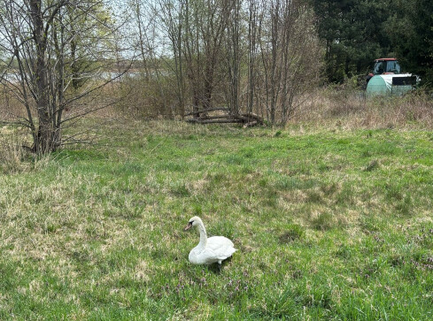 Kilka godzin szukał pomocy dla łabędzia przy drodze - grafika