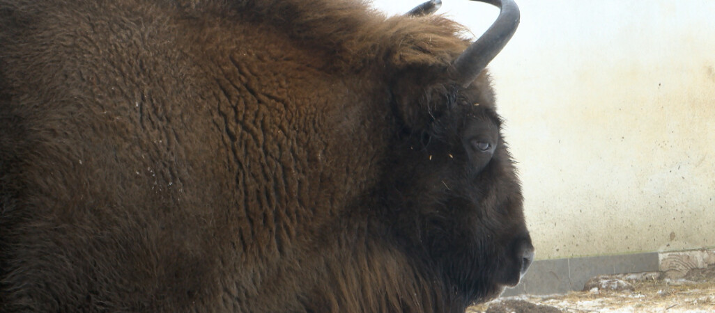 Policzyli żubry. Liczba robi wrażenie